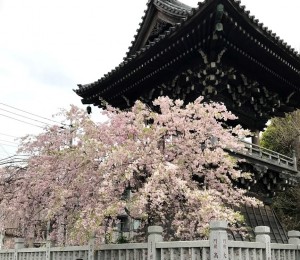 2018年4月5日お水採り帝釈天2